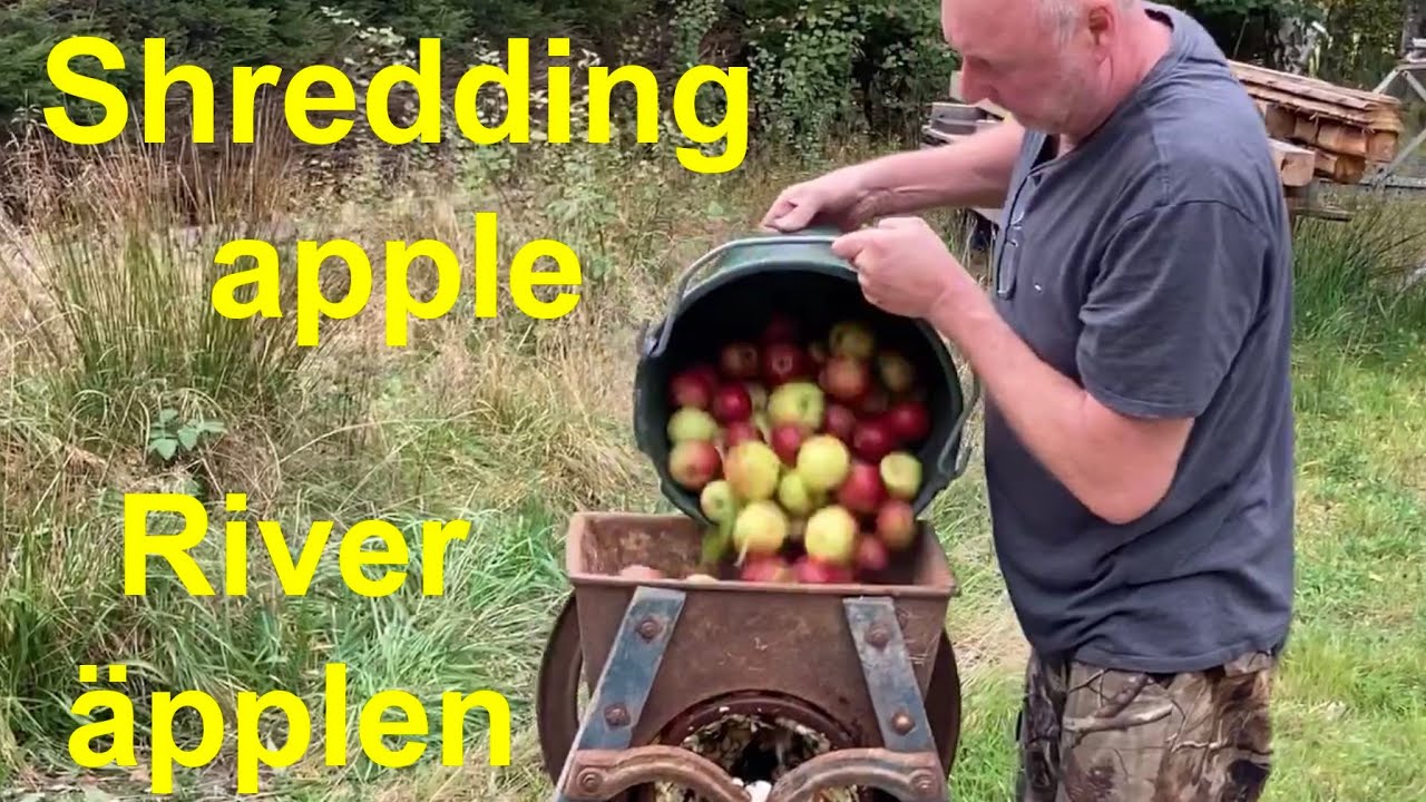 Shredding apple with a 100 year old beat shredder/ River &auml;pple i en gammal betrivare
