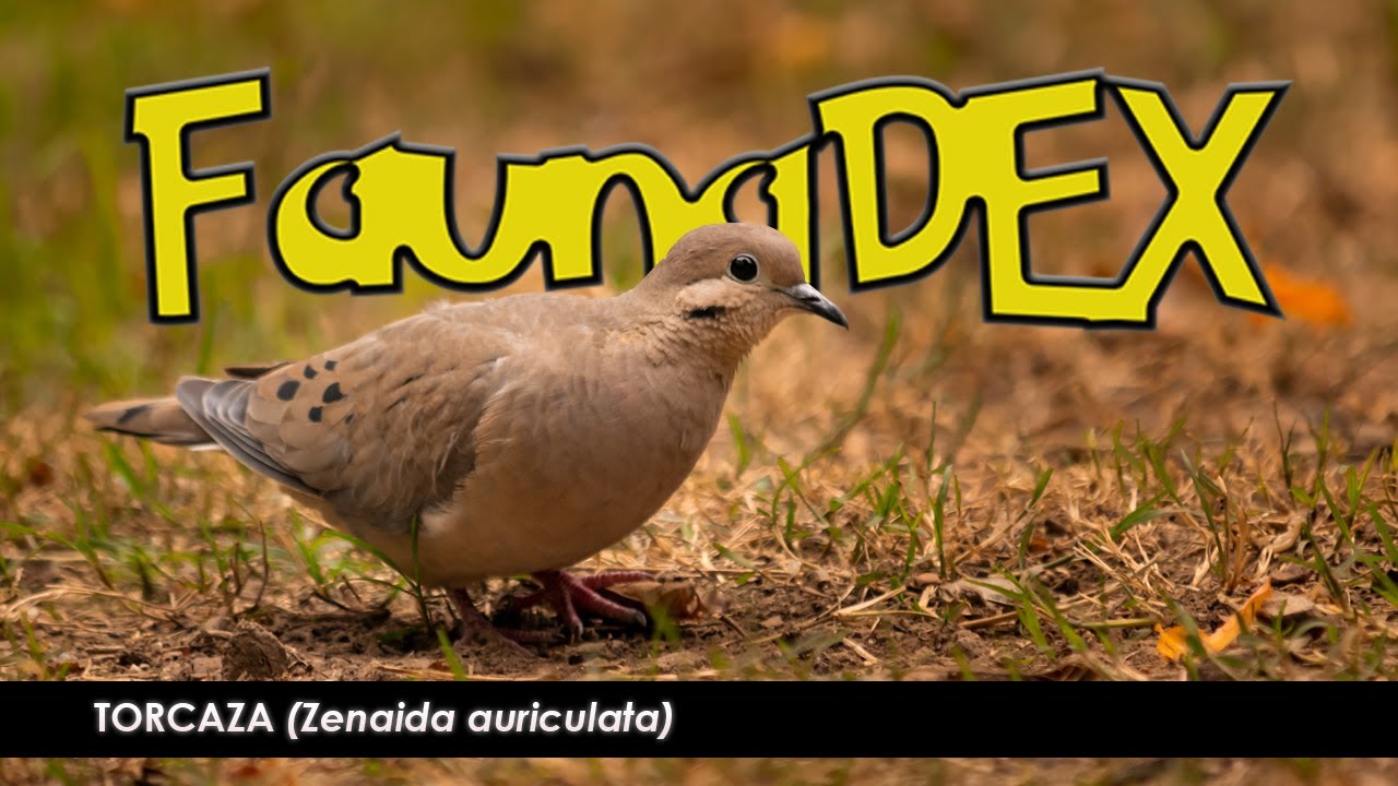 PALOMA TORCAZA (Zenaida auriculata) - FAUNADEX #5 - Buscando Fauna