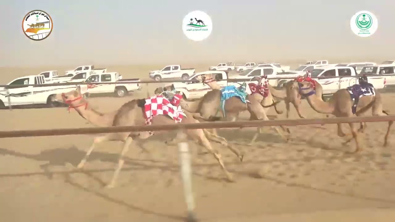 ٢٠ /   بكار مفاريد صعوب / ١٢٠٠ م /  النشميه / حسين فرحان الوايلي