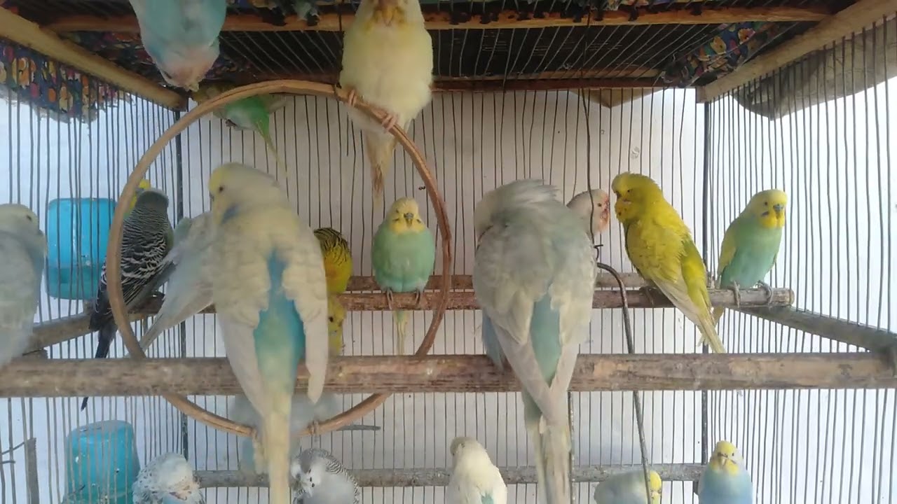 These Budgies Are Too Cute to Handle #Budgies #Parrots #FunnyBudgies #CuteBirds #Parakeets #TalkingB