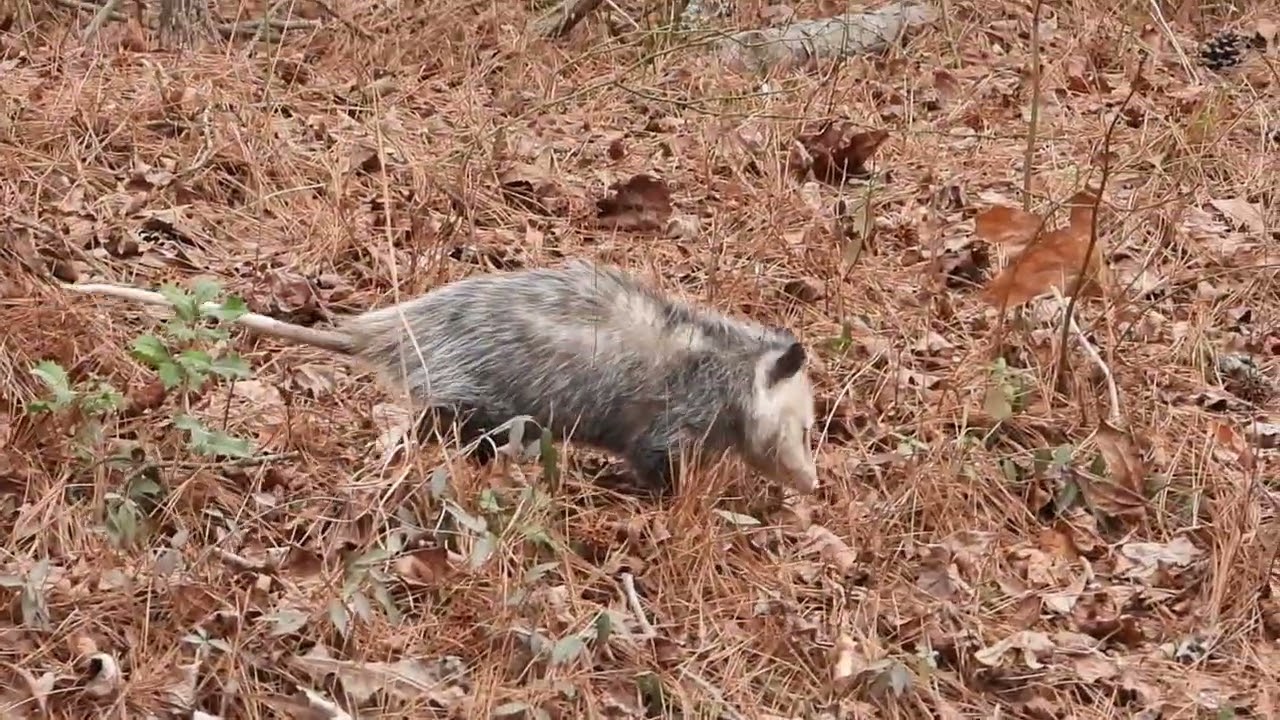 Virginia Opossum!!