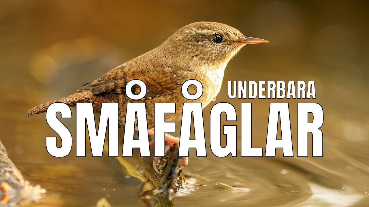 Underbara småfåglar - fotograferar i gömsle.