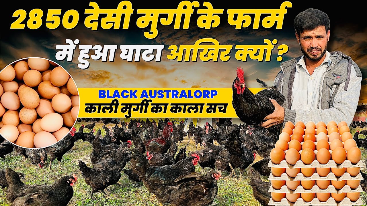सऊदी की नौकरी छोड़ भारत में शुरू किया Black Australorp देसी मुर्गी पालन 🐔लेकिन फिर भी हो रहा घाटा ❌