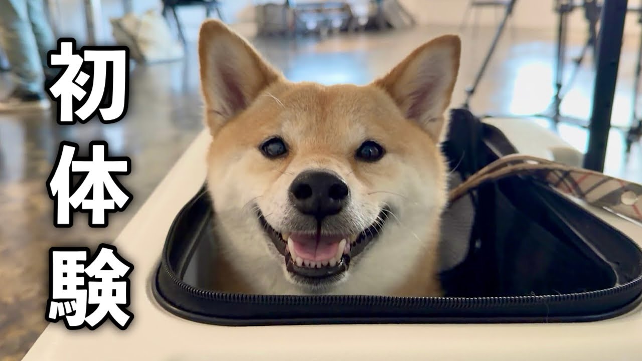 はじめてのお仕事の日、初体験だらけで大興奮する柴犬