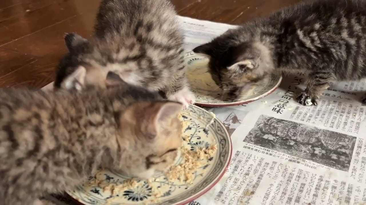 離乳食を食べる生後1ヶ月4日のキジトラ子猫　20251029