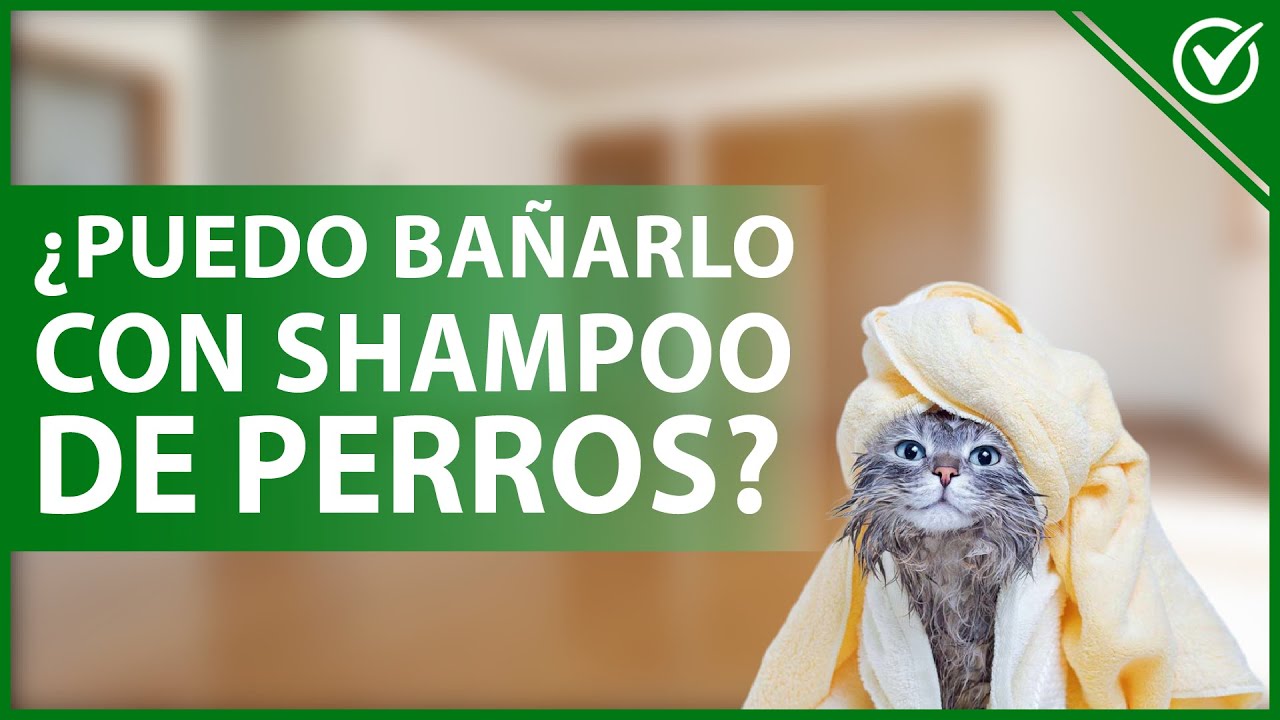 🐈 ¿Se puede BAÑAR a un gato con SHAMPOO de PERROS? - Guía de cuidados especiales 🛁🐈