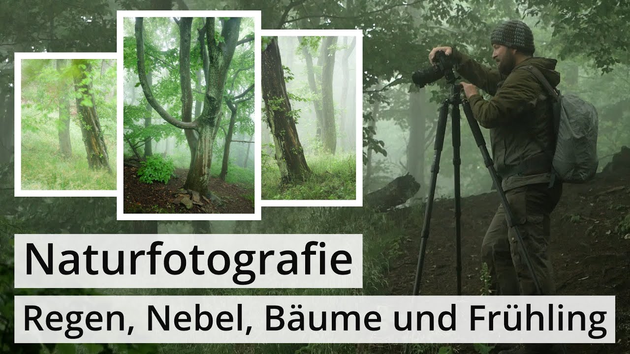 Naturfotografie: Nebel, Regen und Wald im SIEBENGEBIRGE