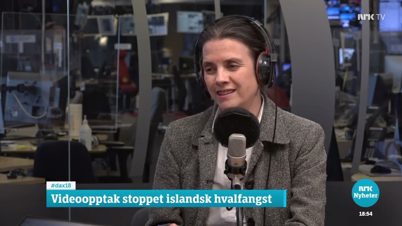 NRK Dagsnytt18: Videoopptak stoppet islandsk hvalfangst - 4. juli 2023