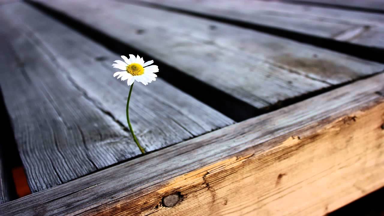 Mossy - Growing Flowers (Original Mix)