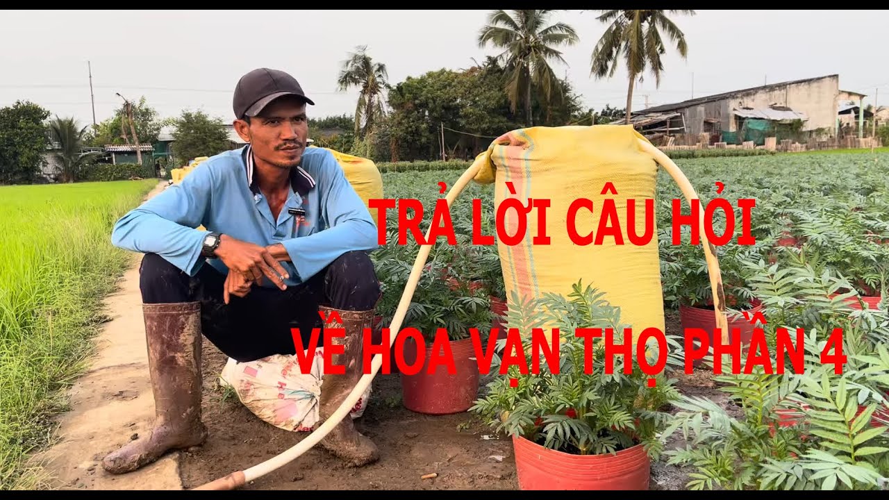 Hướng dẫn kỹ thuật trồng hoa Vạn Thọ - Trả lời câu hỏi mọi người về hoa Vạn Thọ Phần 4