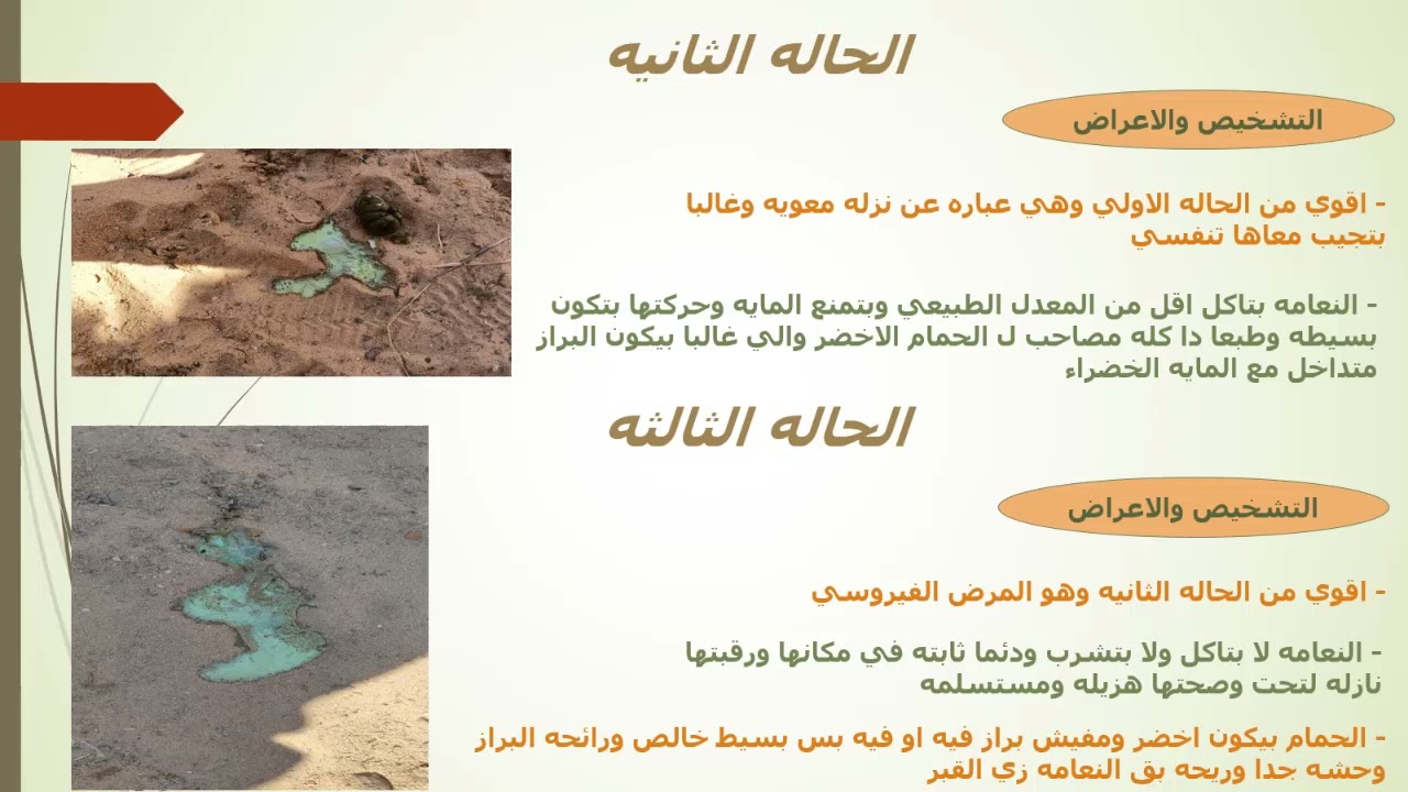 تشخيص وعلاج مرض الشخه الخضراء (الڤيرس) عند النعام المرحله الثانيه والثالثه من المرض | الجزء الثاني