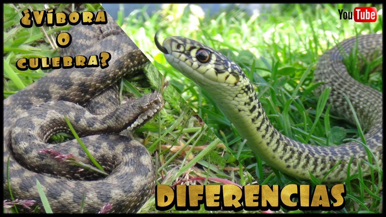 Aprende a diferenciar una víbora de una culebra con este video (España)