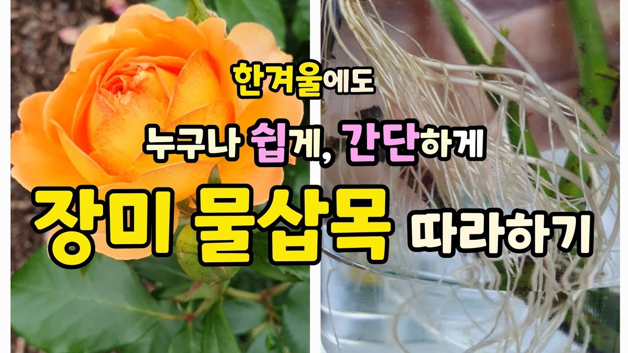 한겨울, 마법같은 장미 물삽목 3개월 성장과정, 엄청난 뿌리내림과 새잎들이 자라는 과정을 보실수있어요.