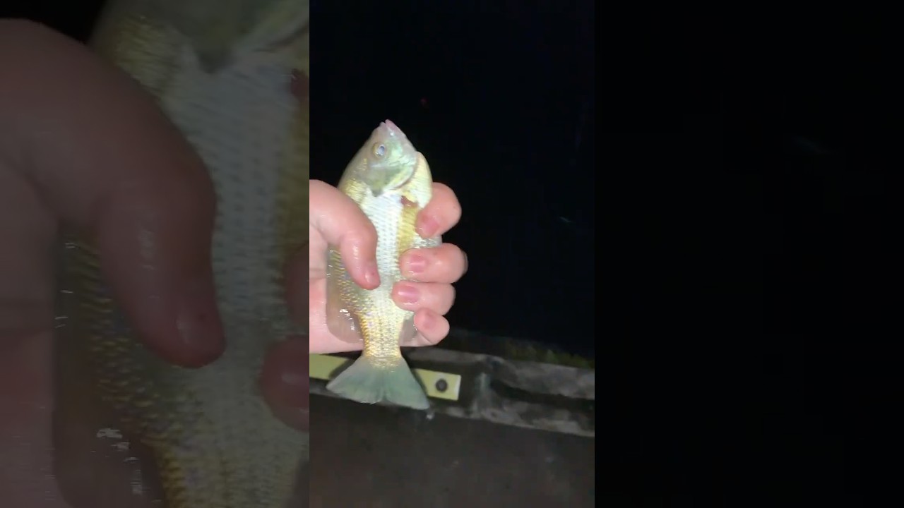 Night Fishing #fishing #fish #catchandrelease #bluegigi #bluegill #panfish #nightfishing