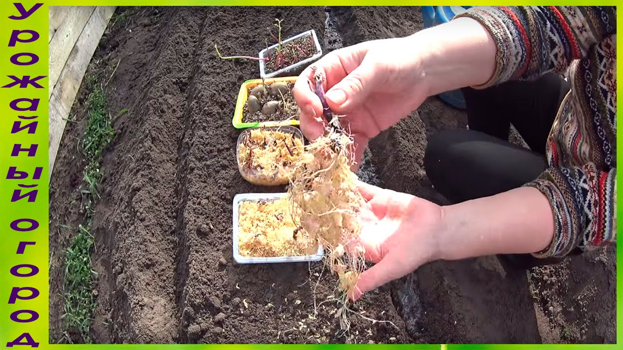 ПОСАДКА УКОРЕНЕННЫХ РОСТКОВ КАРТОФЕЛЯ!ОМОЛОЖЕНИЕ И РАЗМНОЖЕНИЕ СОРТА!