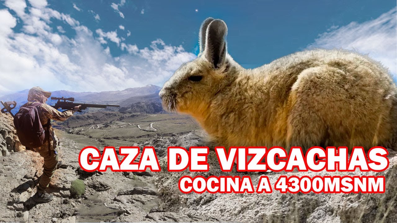 Caza y Cocina de Vizcachas a 4300 msnm: Vida Extrema en los Andes
