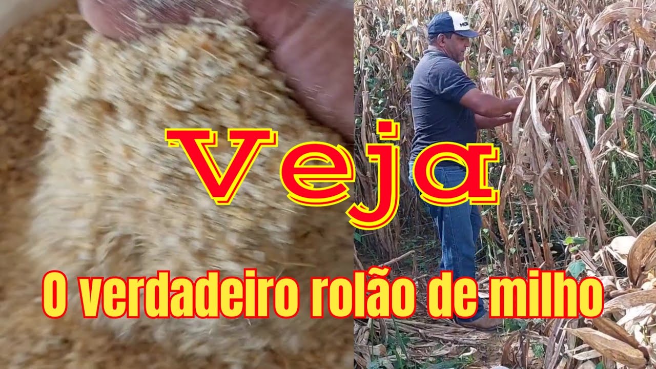 como fazer rolão de milho  #milho #ração #bovinos