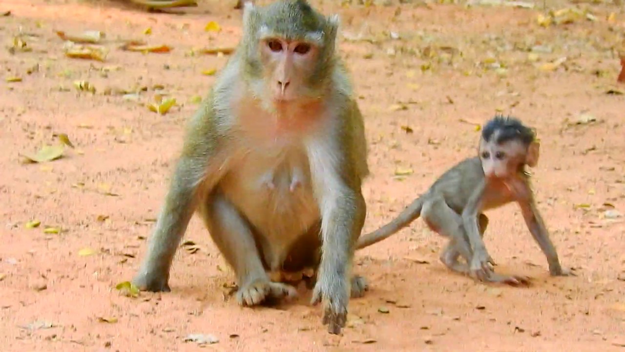 Baby  Alba has mom pull the tail shout to cry Monkey Anna is really crazy