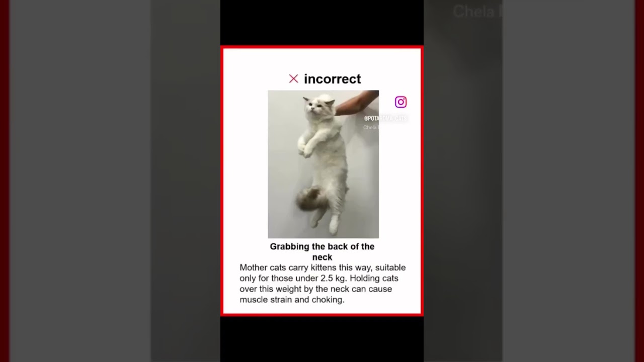 Tips on how to hold a cat correctly. #howto #holdyourcat #tips  #Cats #PetParenting  #catlover