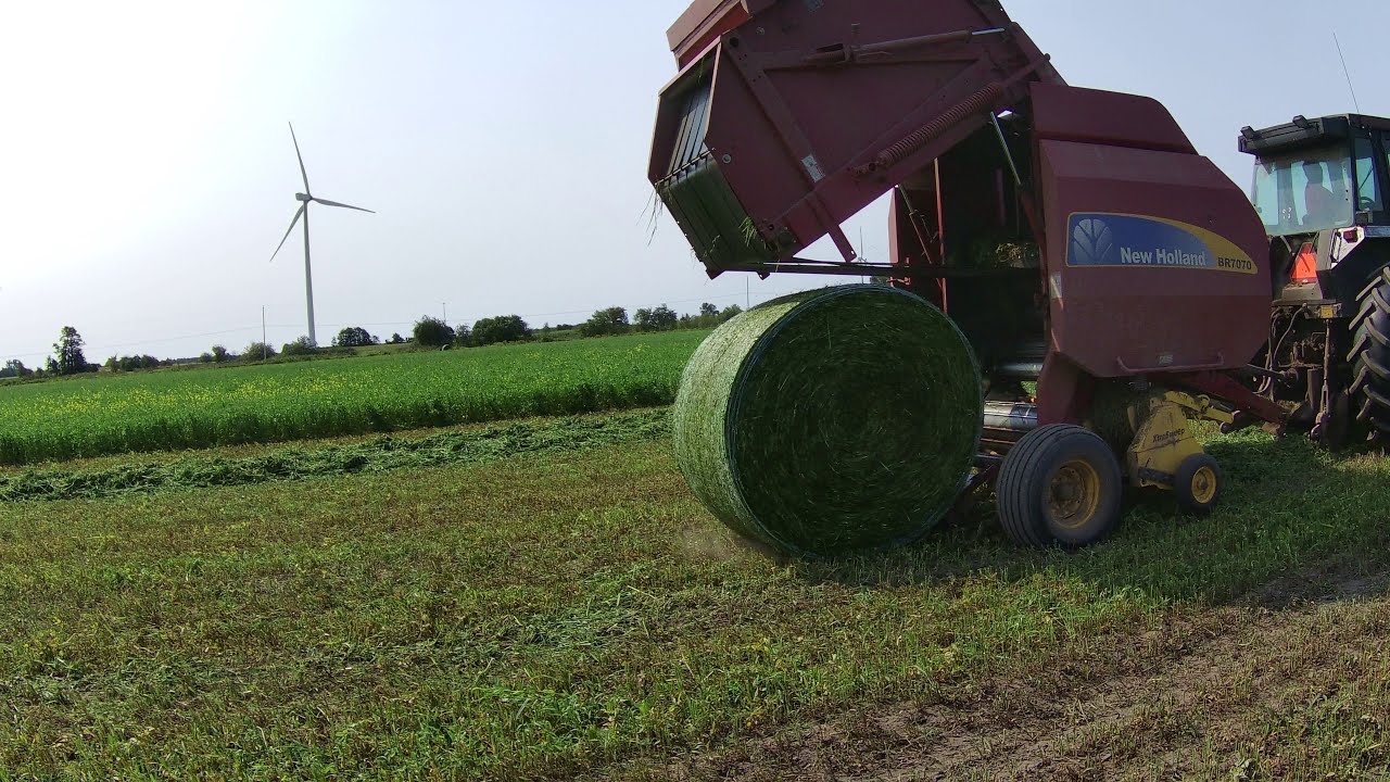 Oat & Pea baleage in 4k