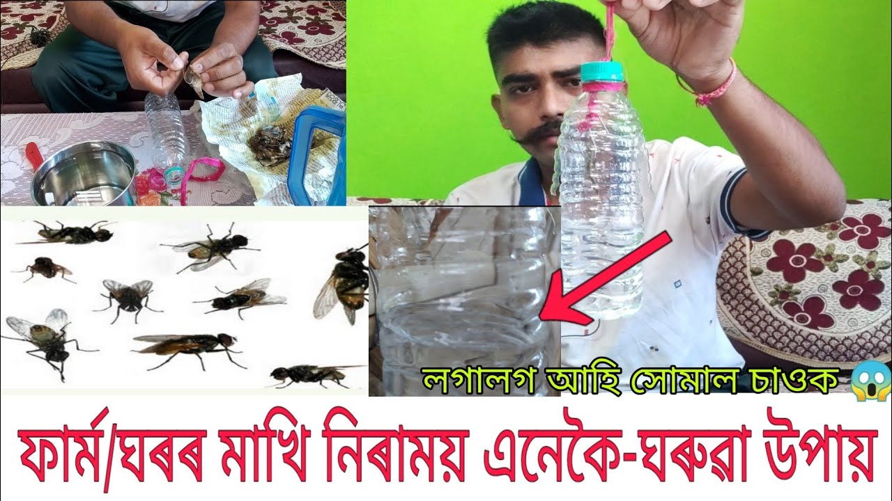 মাখি মৰাৰ সহজ আৰু বিনামূলীয়া উপায় এইটো/ঘৰত/ফাৰ্মত ব্যৱহাৰ কৰি মাখিৰ পৰা বাচক এনেকৈ/Makhi kiling easy