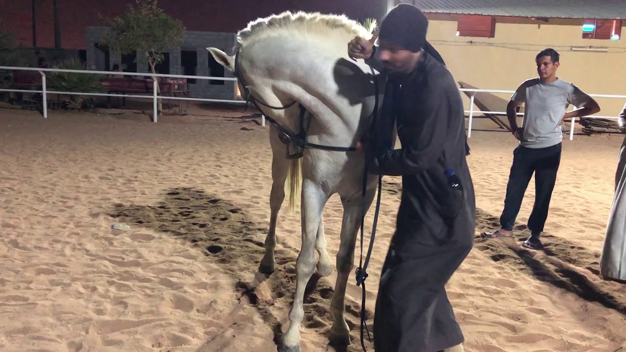 من مقاطع الدورات التعليمية / التحكم بالرقبة الخارجية اثناء القود والشغل الأرضي