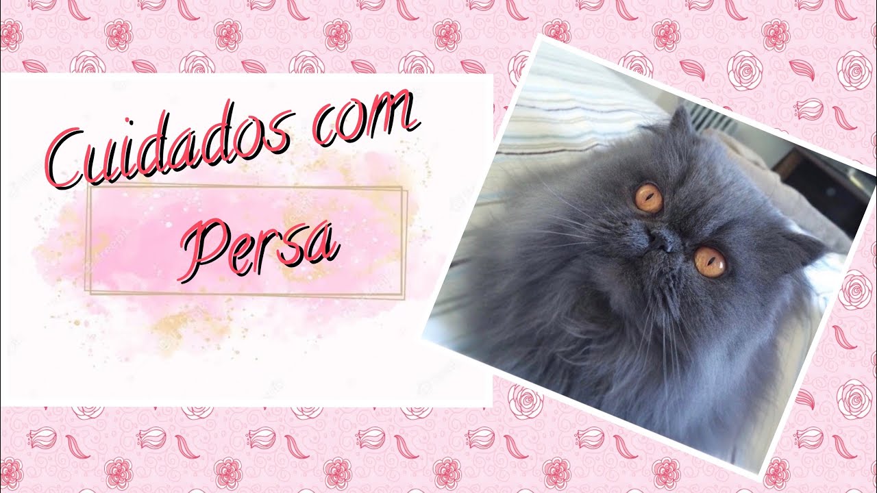 CUIDADOS DIÁRIOS DO GATO PERSA