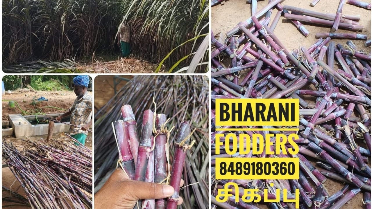 சிகப்பு நேப்பியரை பற்றிய பல தகவல்கள்  மற்றும் எப்படி ஆடரை அனுப்புகிறோம் AtoZ full process 8489180360