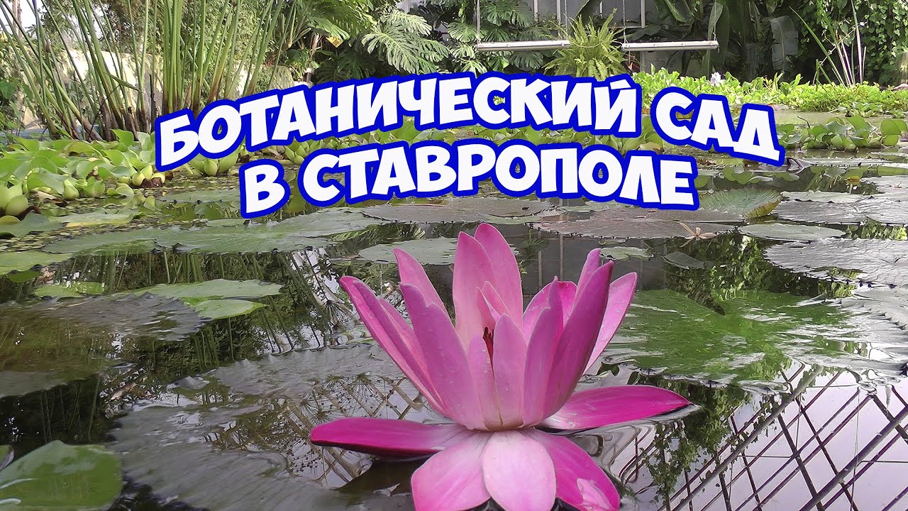 Ботанический сад в Ставрополе. Красивое и прекрасное место для отдыха и фотосессий на природе
