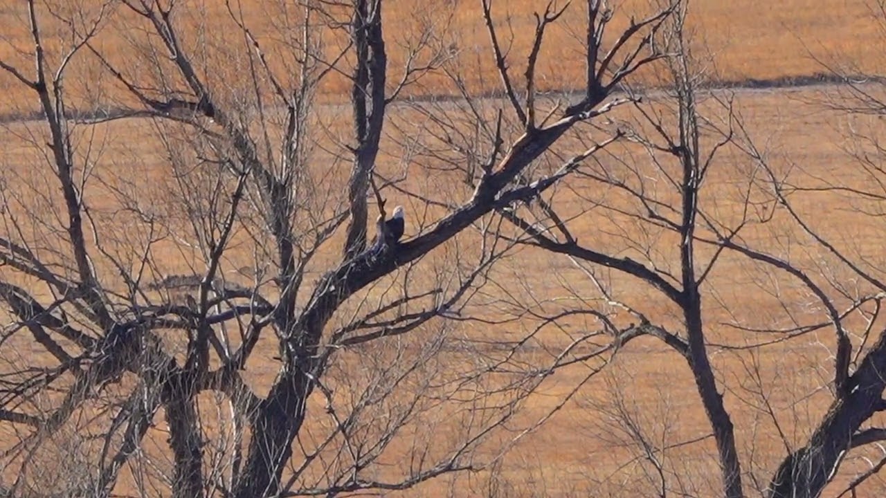 The pinewood bald eagle nest is gone