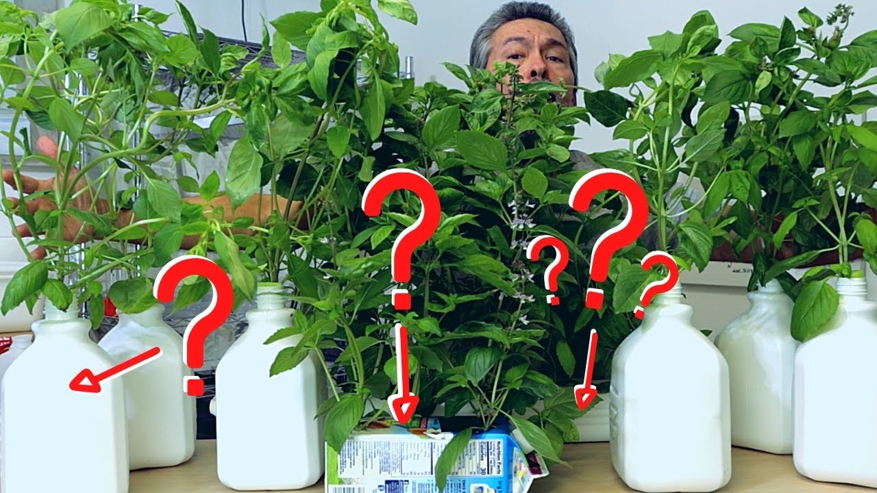 Добро пожаловать в базиликовые джунгли. Настолько просто, что справится каждый!