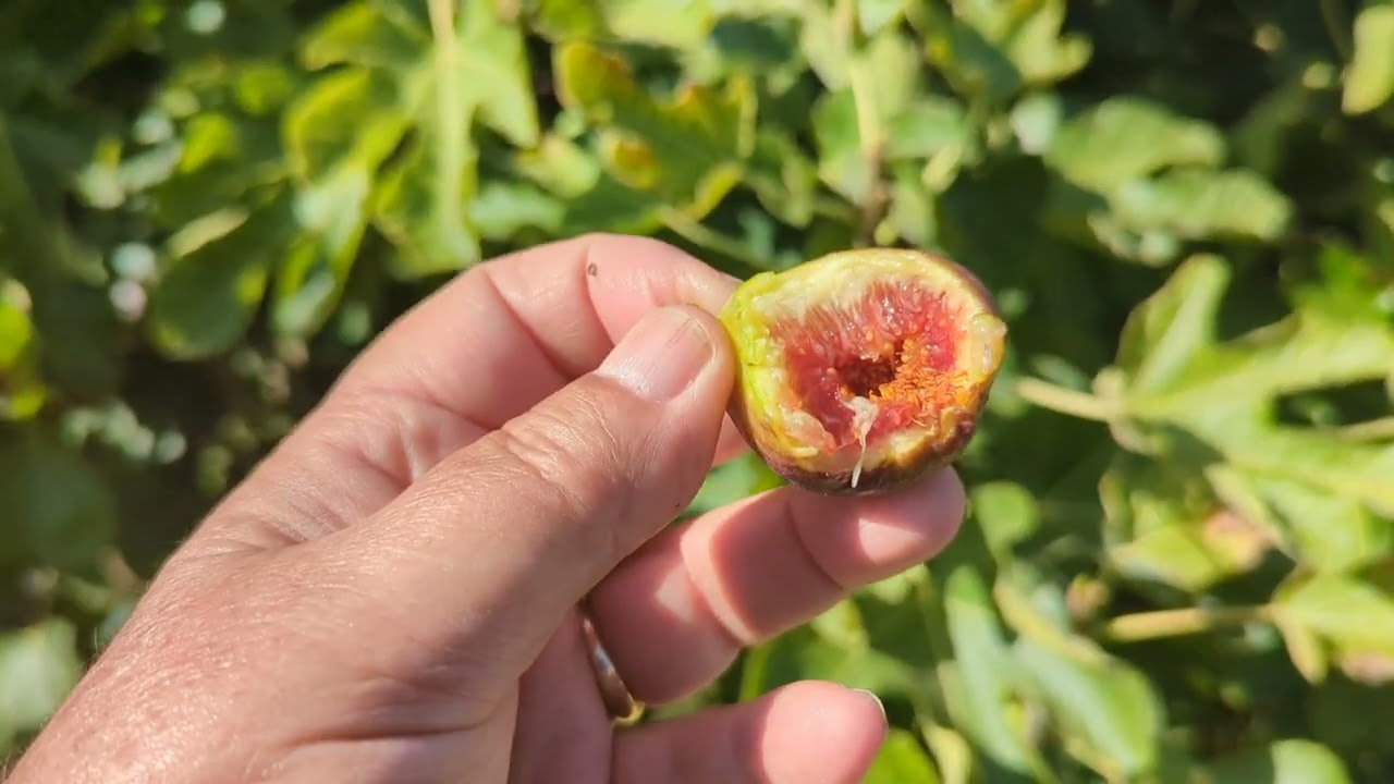 Bourjasotte Grise Fig - September 24, 2023 Season is ending early! (correction)