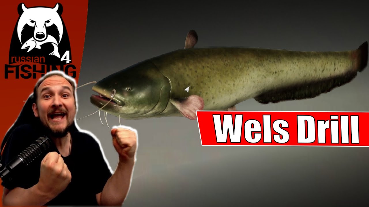 Russian Fishing 4 - Achtuba - Wels Spot und Drill