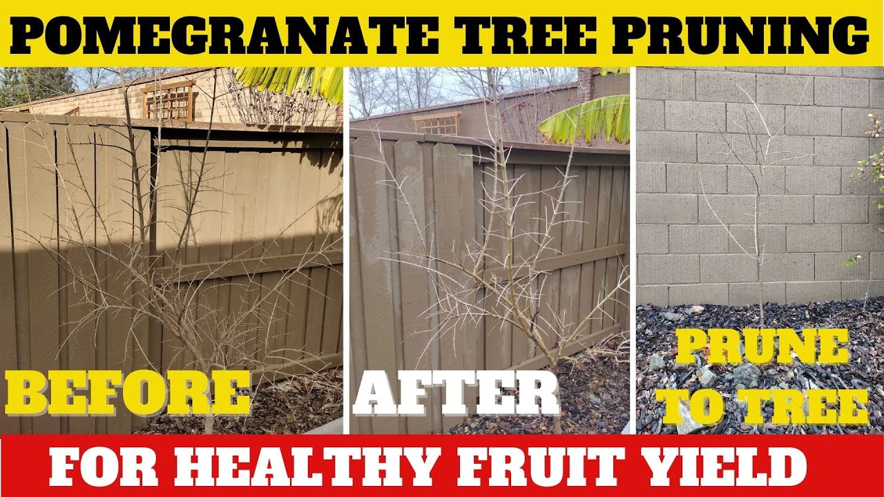 Pomegranate Tree Pruning Tips & Tricks