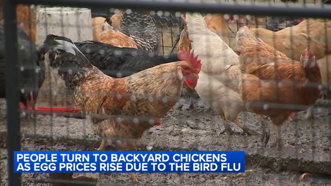 Illinois consumers turn to backyard chickens as grocery store egg prices rise due to bird flu