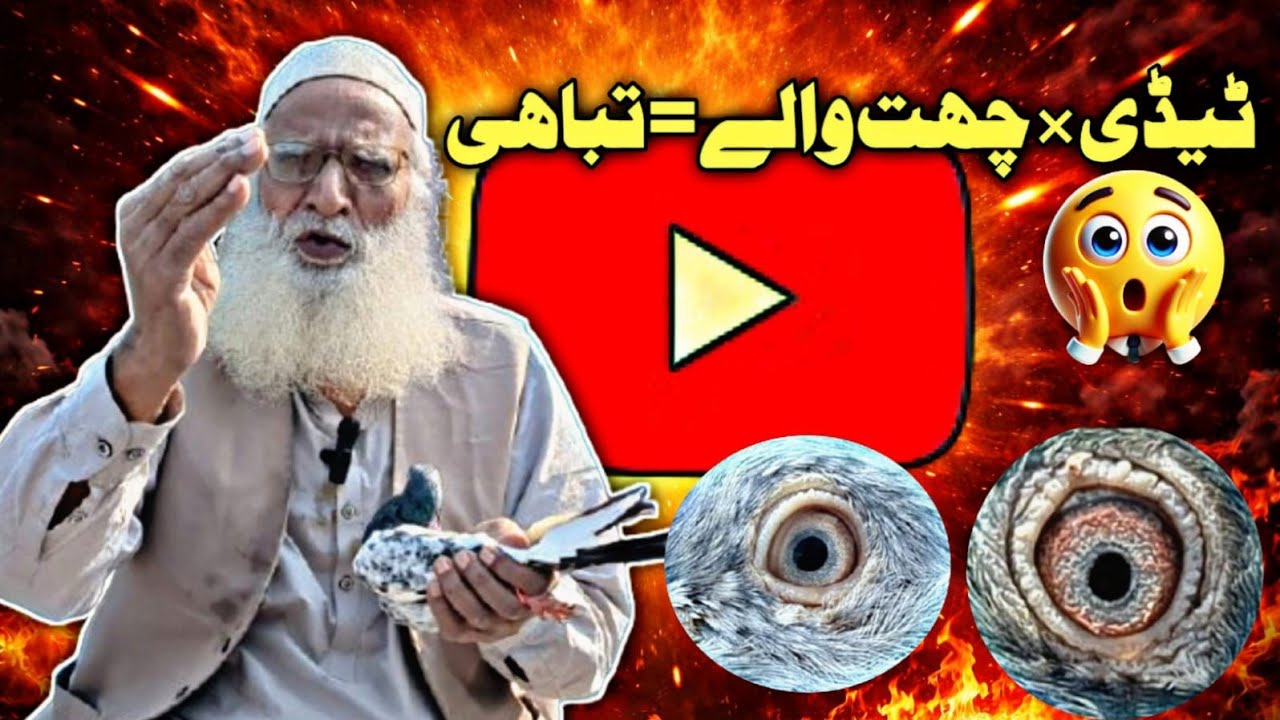 😱 Dangerous Mix Breeds Show 2026 | Teddy × Chhat Wale × Ali Wale Teddy | Baba Zulfi Kabootar Show