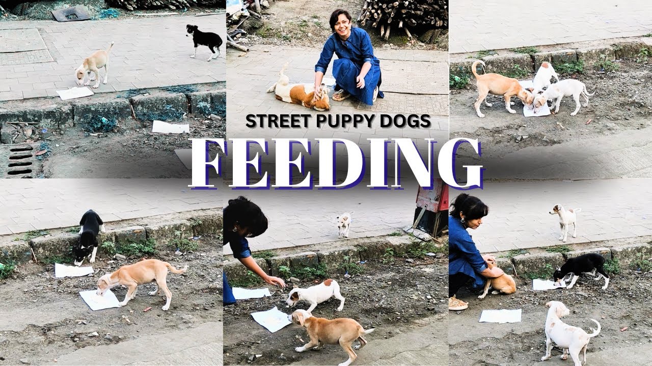 🐶🙏 This Puppy Dog Was So Hungry &mdash; We Couldn&rsquo;t Look Away #doglove #hopeforanimals #puppylove