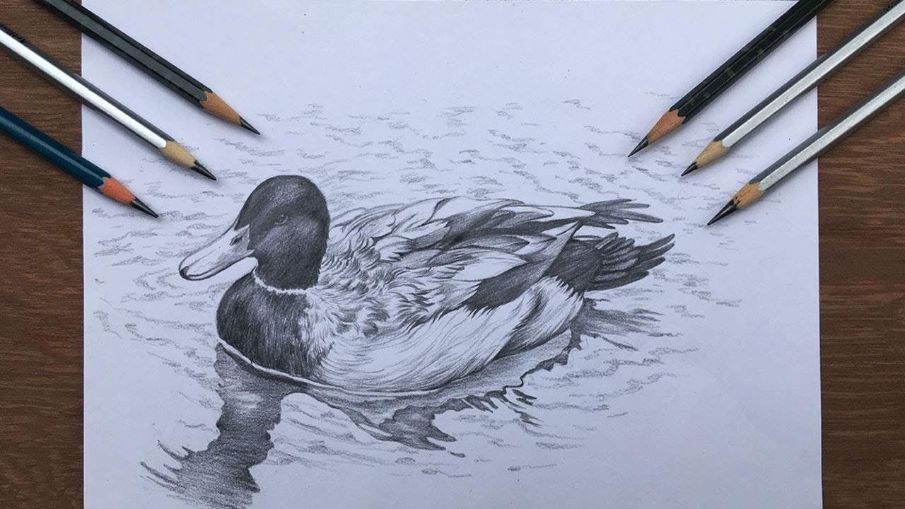 Duck drawing in pencil | pencil shading | drawing a duck in water | pencil sketch