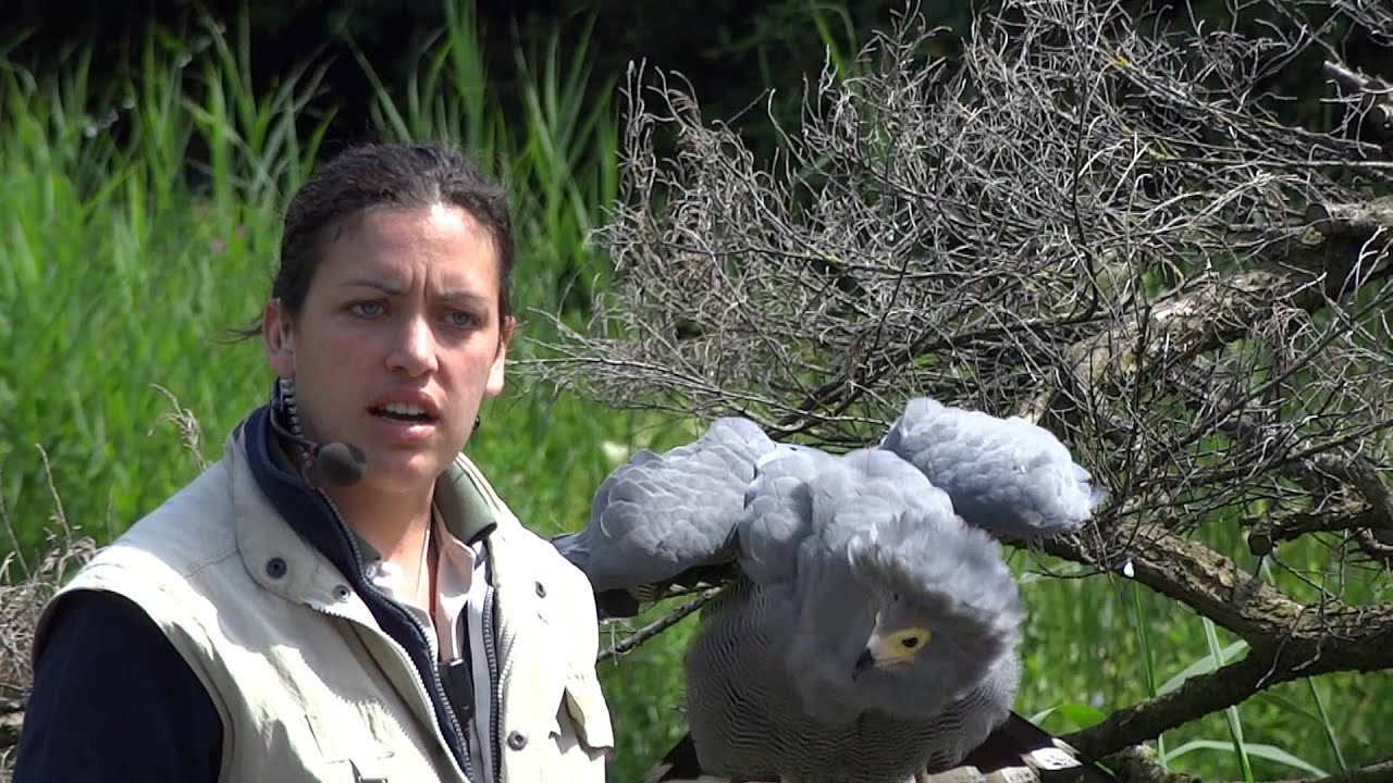 Avifauna - Vogel demonstratie - Roofvogels deel 1