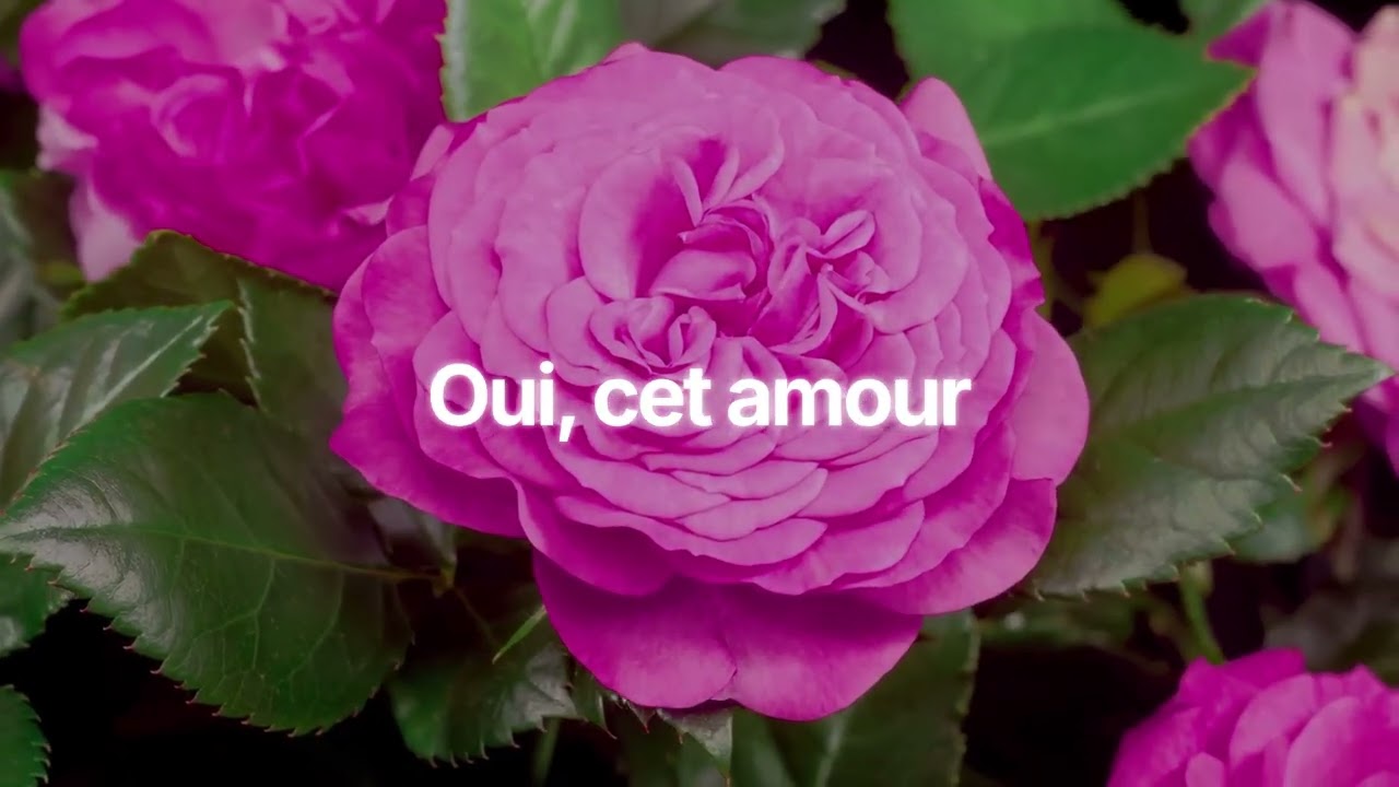 Omy - Le Vent De L'amour