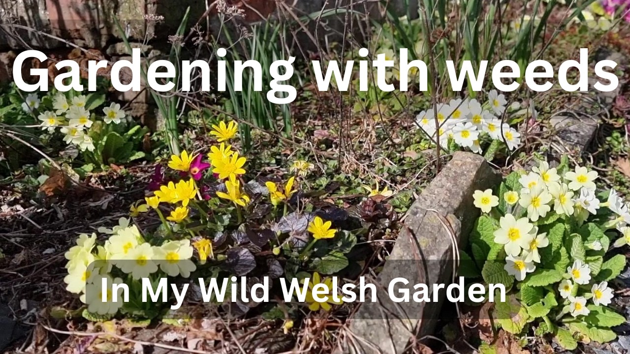 Learning to live with weeds - How to manage weeds in a wildlife garden