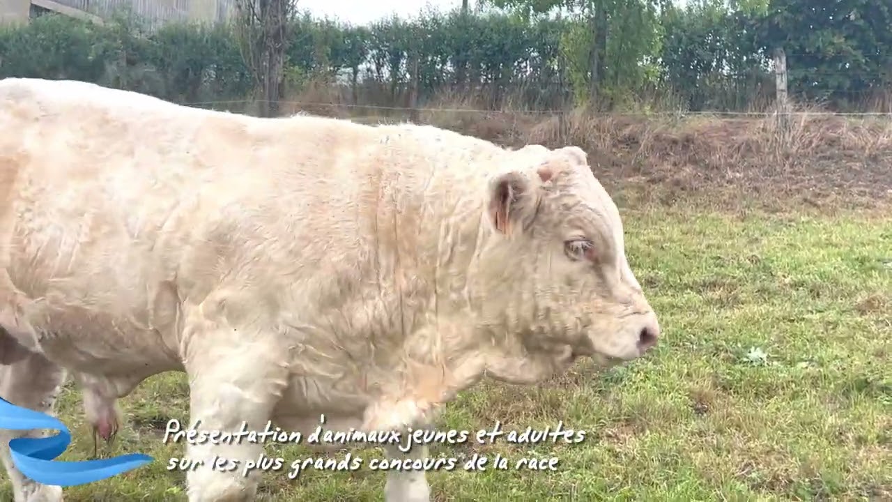 GAEC FROIDUROT Geoffrey et Vincent - Cowllection 2023