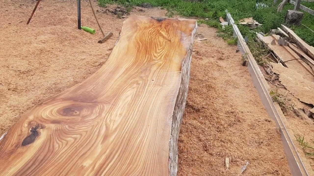 milling  beautiful and rare big diameter English elm on a small organic farm.