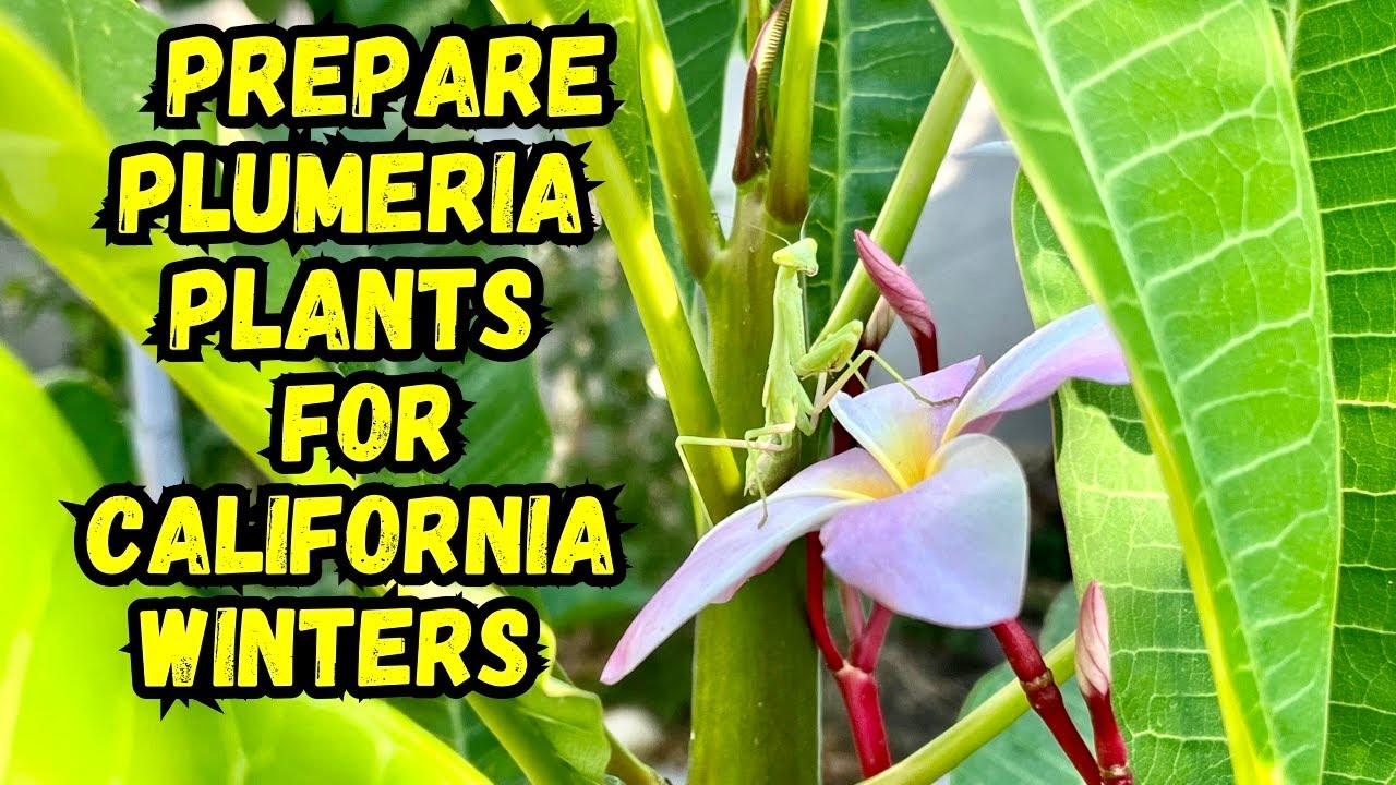 Tips to Prepare Your Potted Plumeria Plants for California Winters