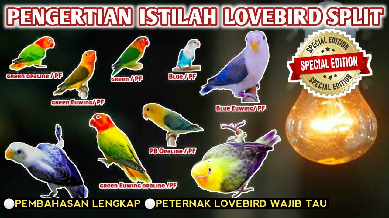 ARTI ISTILAH PENGERTIAN SPLIT PADA LOVEBIRD 🔴 Lovebird Split biola euwing pb 🔴 Vlog kampung tv