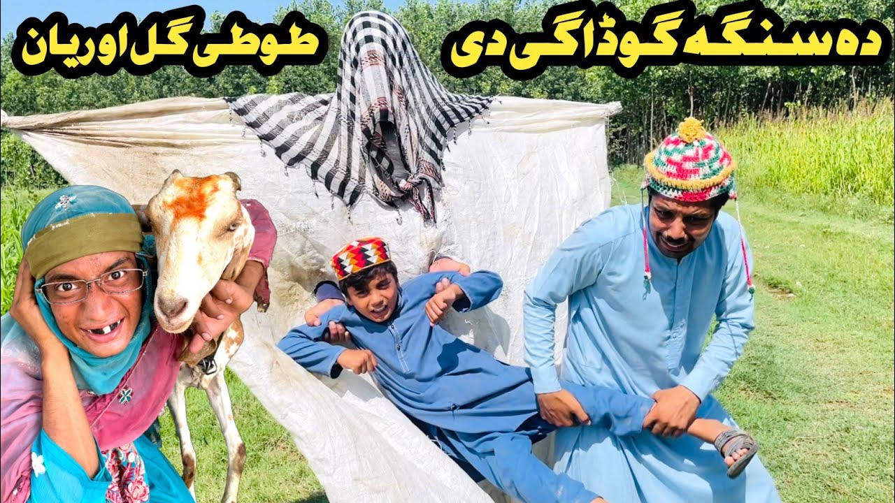 Da Singa Ghodage De || New Funny Video 2024 By Tuti Gull Official
