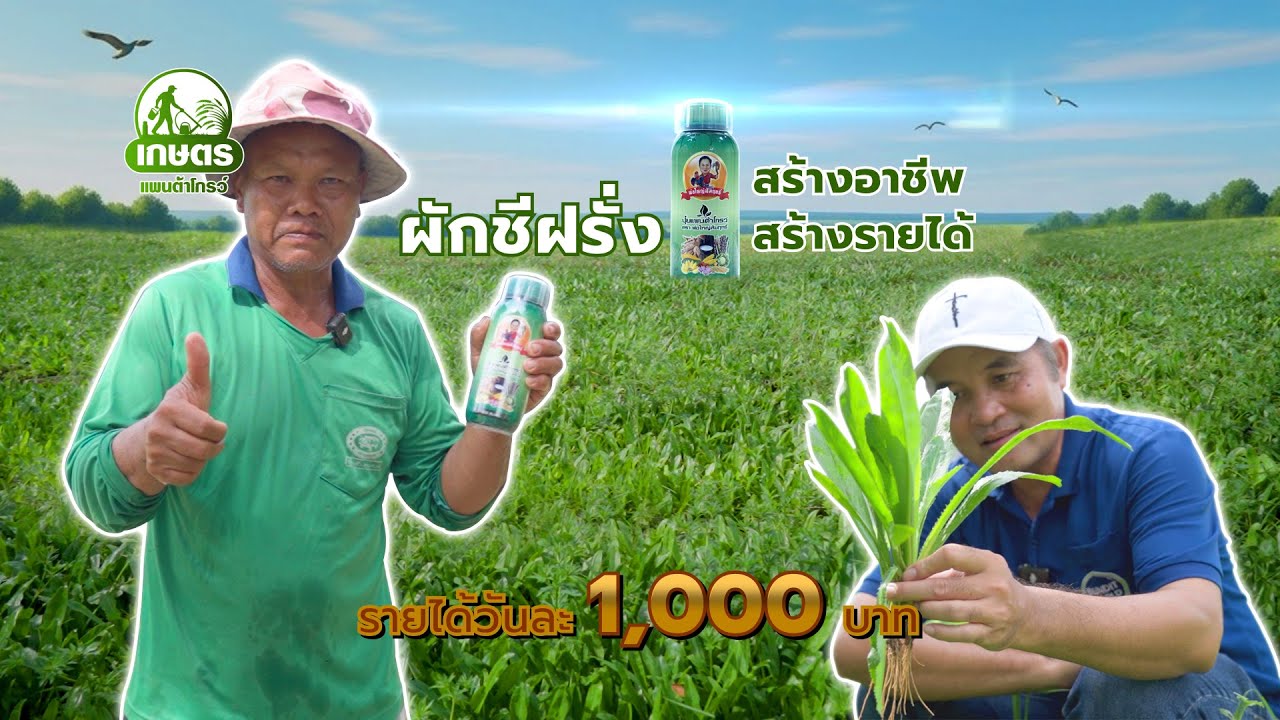ปลูกผักชีฝรั่งรายได้วันละพัน