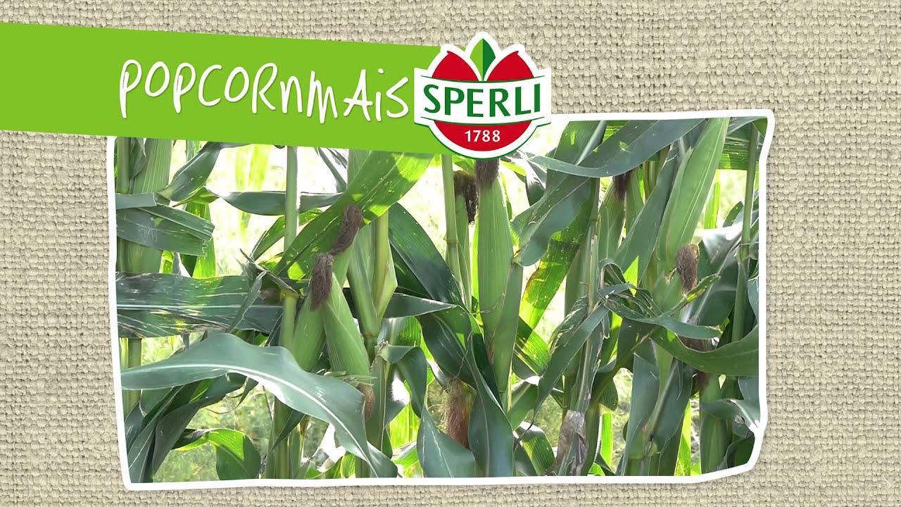Popcornmais SPERLIs Aprilscherz 2015 - Weltneuheit `Popcornmais&acute;