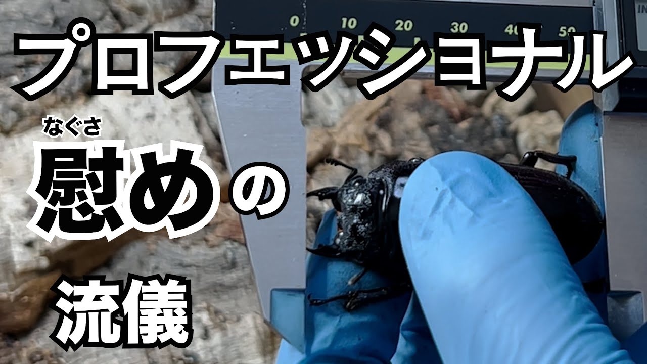 【夢のオオクワガタへの道】2022 オオクワガタ 能勢YG ♀ 掘り出し ③