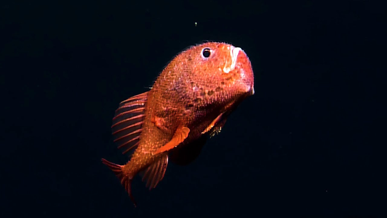 Up Close with a Coffin Fish | Nautilus Live